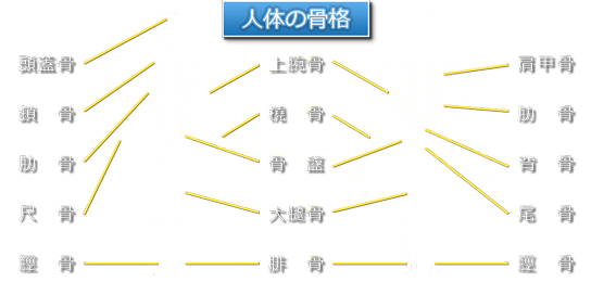 人体の骨格