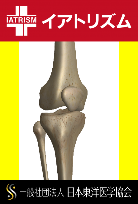 大腿直筋・内側広筋・中間広筋・外側広筋からなる大腿四頭筋の腱に付着する膝蓋骨が見える膝関節の風景