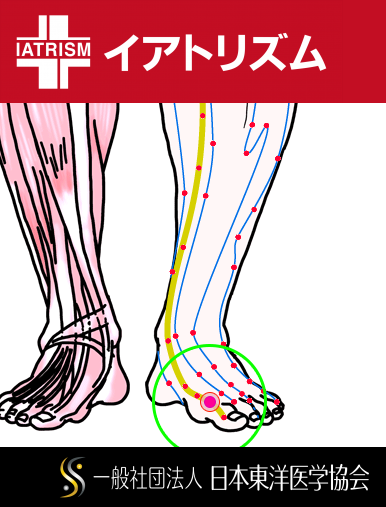 特定の臓腑と内属し表裏関係をも有する十二経脈の一つ足の『太陰脾経』に属する経穴「大都」のある風景