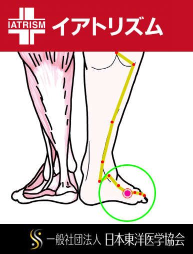特定の臓腑と内属し表裏関係をも有する十二経脈の一つ足の『太陽膀胱経』に属する経穴「京骨」のある風景