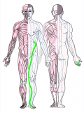 特定の臓腑と内属し表裏関係をも有する十二経脈の一つ足の『厥陰肝経』の流れが記された二体の人体立像図