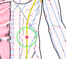 特定の臓腑と内属し表裏関係をも有する十二経脈の一つ足の『太陰脾経』に属する経穴「大横」のある風景