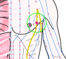 特定の臓腑と内属し表裏関係をも有する十二経脈の一つ足の『太陰脾経』に属する経穴「天谿」のある風景