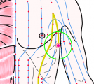 特定の臓腑と内属し表裏関係をも有する十二経脈の一つ足の『太陰脾経』に属する経穴「大包」のある風景