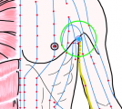 特定の臓腑と内属し表裏関係をも有する十二経脈の一つ手の『少陰心経』に属する経穴「極泉」のある風景