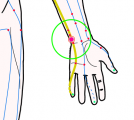 特定の臓腑と内属し表裏関係をも有する十二経脈の一つ手の『少陰心経』に属する経穴「陰郄」のある風景