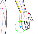 特定の臓腑と内属し表裏関係をも有する十二経脈の一つ手の『少陰心経』に属する経穴「少衝」のある風景
