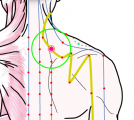 特定の臓腑と内属し表裏関係をも有する十二経脈の一つ手の『太陽小腸経』に属する経穴「肩外兪」のある風景