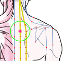 特定の臓腑と内属し表裏関係をも有する十二経脈の一つ足の『太陽膀胱経』に属する経穴「風門」のある風景