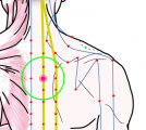 特定の臓腑と内属し表裏関係をも有する十二経脈の一つ足の『太陽膀胱経』に属する経穴「肺兪」のある風景