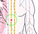 特定の臓腑と内属し表裏関係をも有する十二経脈の一つ足の『太陽膀胱経』に属する経穴「肝兪」のある風景