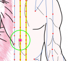特定の臓腑と内属し表裏関係をも有する十二経脈の一つ足の『太陽膀胱経』に属する経穴「胆兪」のある風景