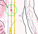 特定の臓腑と内属し表裏関係をも有する十二経脈の一つ足の『太陽膀胱経』に属する経穴「胃兪」のある風景