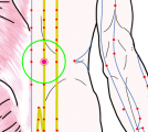 特定の臓腑と内属し表裏関係をも有する十二経脈の一つ足の『太陽膀胱経』に属する経穴「腎兪」のある風景