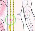 特定の臓腑と内属し表裏関係をも有する十二経脈の一つ足の『太陽膀胱経』に属する経穴「大腸兪」のある風景
