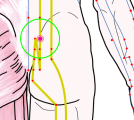 特定の臓腑と内属し表裏関係をも有する十二経脈の一つ足の『太陽膀胱経』に属する経穴「小腸兪」のある風景