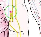 特定の臓腑と内属し表裏関係をも有する十二経脈の一つ足の『太陽膀胱経』に属する経穴「上髎」のある風景