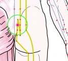 特定の臓腑と内属し表裏関係をも有する十二経脈の一つ足の『太陽膀胱経』に属する経穴「次髎」のある風景