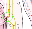 特定の臓腑と内属し表裏関係をも有する十二経脈の一つ足の『太陽膀胱経』に属する経穴「下髎」のある風景