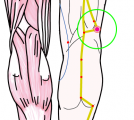 特定の臓腑と内属し表裏関係をも有する十二経脈の一つ足の『太陽膀胱経』に属する経穴「委陽」のある風景