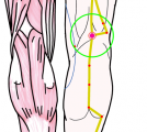 特定の臓腑と内属し表裏関係をも有する十二経脈の一つ足の『太陽膀胱経』に属する経穴「委中」のある風景