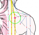 特定の臓腑と内属し表裏関係をも有する十二経脈の一つ足の『太陽膀胱経』に属する経穴「附分」のある風景
