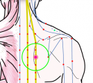 特定の臓腑と内属し表裏関係をも有する十二経脈の一つ足の『太陽膀胱経』に属する経穴「膏肓」のある風景