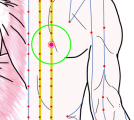 特定の臓腑と内属し表裏関係をも有する十二経脈の一つ足の『太陽膀胱経』に属する経穴「譩譆」のある風景