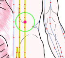 特定の臓腑と内属し表裏関係をも有する十二経脈の一つ足の『太陽膀胱経』に属する経穴「肓門」のある風景