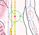 特定の臓腑と内属し表裏関係をも有する十二経脈の一つ足の『太陽膀胱経』に属する経穴「志室」のある風景