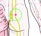 特定の臓腑と内属し表裏関係をも有する十二経脈の一つ足の『太陽膀胱経』に属する経穴「胞肓」のある風景
