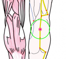 特定の臓腑と内属し表裏関係をも有する十二経脈の一つ足の『太陽膀胱経』に属する経穴「合陽」のある風景