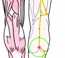 特定の臓腑と内属し表裏関係をも有する十二経脈の一つ足の『太陽膀胱経』に属する経穴「承山」のある風景