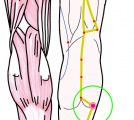 特定の臓腑と内属し表裏関係をも有する十二経脈の一つ足の『太陽膀胱経』に属する経穴「飛陽」のある風景