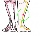 特定の臓腑と内属し表裏関係をも有する十二経脈の一つ足の『太陽膀胱経』に属する経穴「跗陽」のある風景