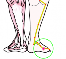 特定の臓腑と内属し表裏関係をも有する十二経脈の一つ足の『太陽膀胱経』に属する経穴「京骨」のある風景