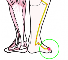 特定の臓腑と内属し表裏関係をも有する十二経脈の一つ足の『太陽膀胱経』に属する経穴「足通谷」のある風景