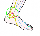特定の臓腑と内属し表裏関係をも有する十二経脈の一つ足の『少陰腎経』に属する経穴「太谿」のある風景