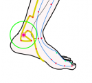 特定の臓腑と内属し表裏関係をも有する十二経脈の一つ足の『少陰腎経』に属する経穴「大鐘」のある風景