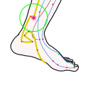 特定の臓腑と内属し表裏関係をも有する十二経脈の一つ足の『少陰腎経』に属する経穴「交信」のある風景