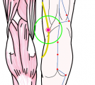 特定の臓腑と内属し表裏関係をも有する十二経脈の一つ足の『少陰腎経』に属する経穴「陰谷」のある風景