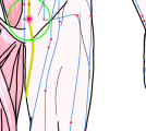 特定の臓腑と内属し表裏関係をも有する十二経脈の一つ足の『少陰腎経』に属する経穴「横骨」のある風景