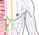特定の臓腑と内属し表裏関係をも有する十二経脈の一つ足の『少陰腎経』に属する経穴「幽門」のある風景