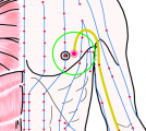 特定の臓腑と内属し表裏関係をも有する十二経脈の一つ手の『厥陰心包経』に属する経穴「天池」のある風景