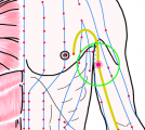 特定の臓腑と内属し表裏関係をも有する十二経脈の一つ手の『厥陰心包経』に属する経穴「天泉」のある風景