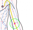 特定の臓腑と内属し表裏関係をも有する十二経脈の一つ手の『厥陰心包経』に属する経穴「曲沢」のある風景
