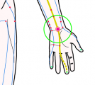 特定の臓腑と内属し表裏関係をも有する十二経脈の一つ手の『厥陰心包経』に属する経穴「大陵」のある風景