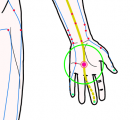 特定の臓腑と内属し表裏関係をも有する十二経脈の一つ手の『厥陰心包経』に属する経穴「労宮」のある風景