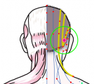 特定の臓腑と内属し表裏関係をも有する十二経脈の一つ足の『少陽胆経』に属する経穴「頭竅陰」のある風景