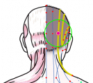 特定の臓腑と内属し表裏関係をも有する十二経脈の一つ足の『少陽胆経』に属する経穴「脳空」のある風景